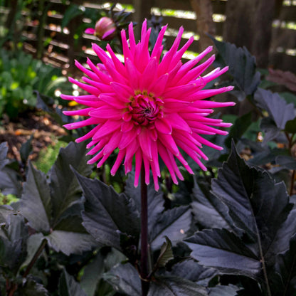 Dahlia 'Electro Pink'