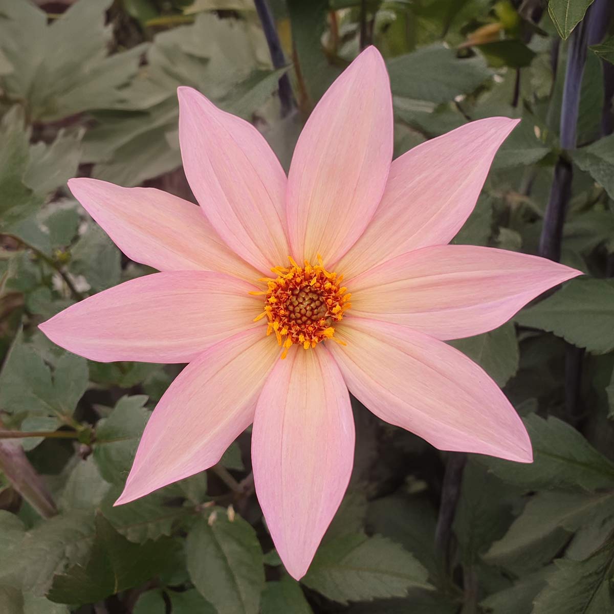 Dahlia 'Hawaiian Sunrise' – Barnsdale Gardens