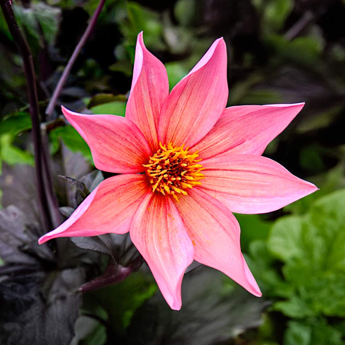 Dahlia 'Hawaiian Sunrise'