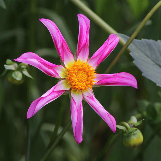 Dahlia 'Honka Rose'