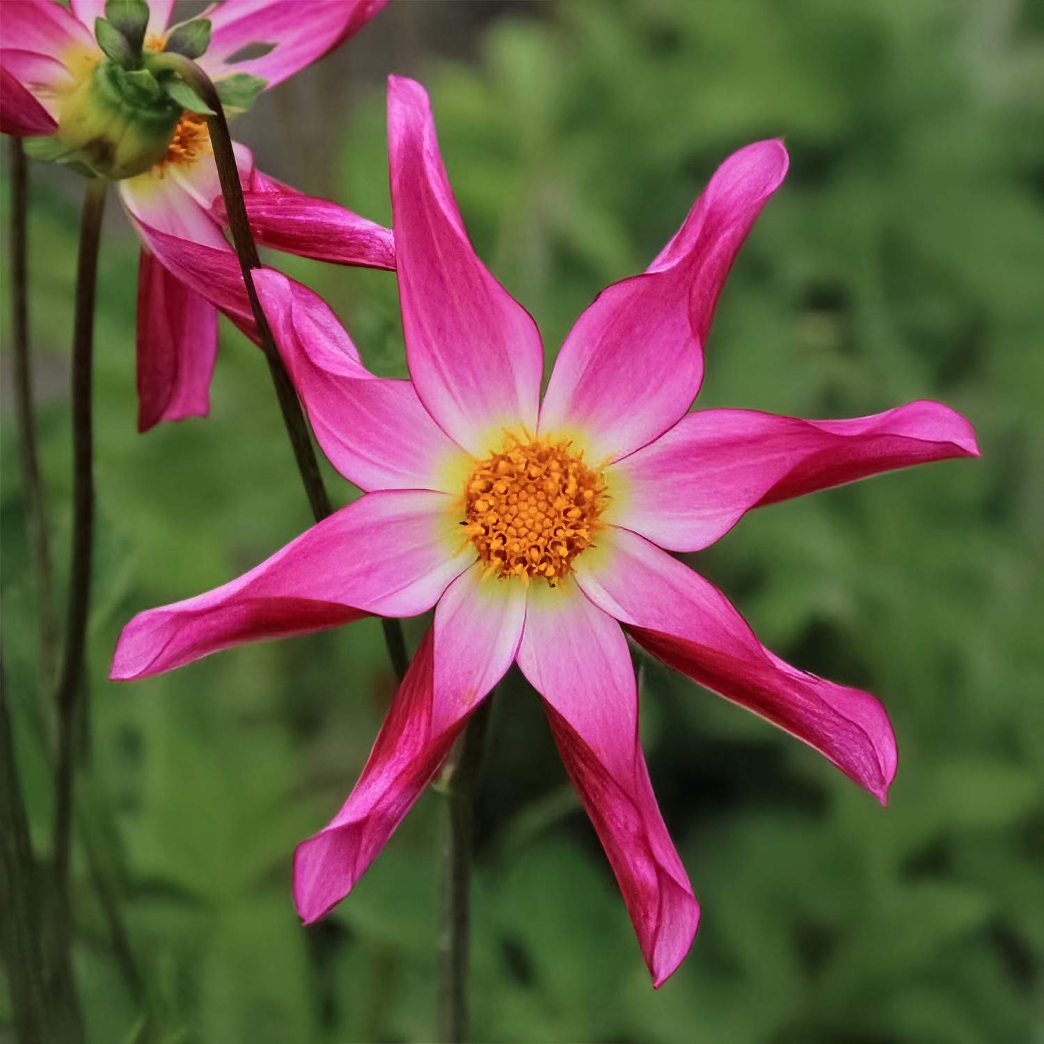 Dahlia 'Honka Rose'