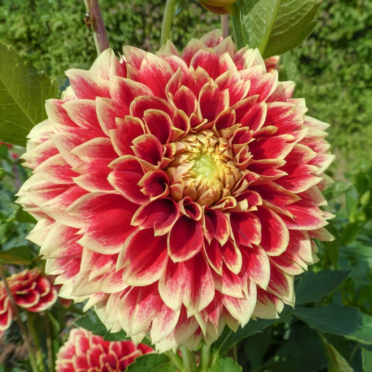 Dahlia 'Jowey Hubert'. Close-up of a large pink and red flower with green leaves in the background