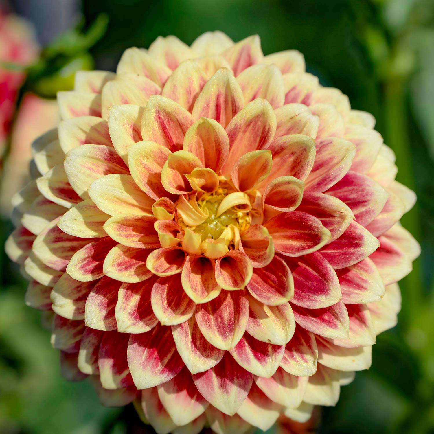 Dahlia 'Jowey Hubert'. Close-up of a pink and yellow Dahlia flower with a blurred green background