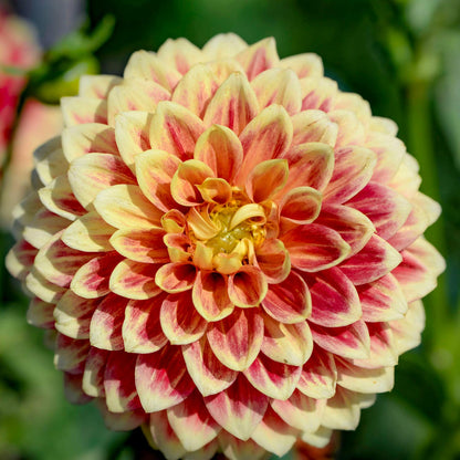 Dahlia 'Jowey Hubert'. Close-up of a pink and yellow Dahlia flower with a blurred green background
