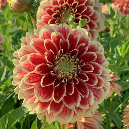 Dahlia 'Jowey Hubert'. Close-up of a red and pink dahlia flower with green leaves in the background.