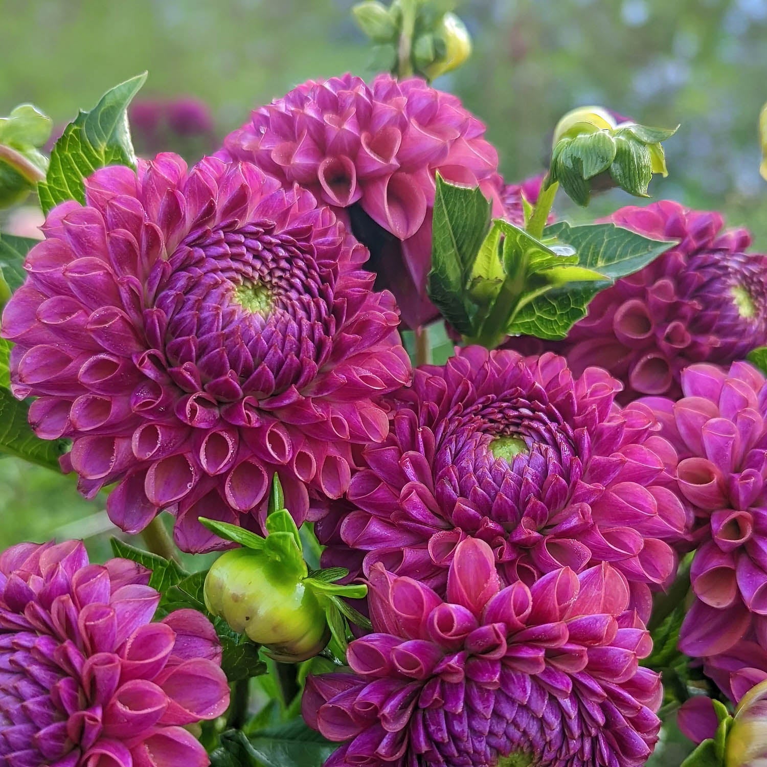 Dahlia 'Jowey Nina'. Close-up of vibrant magenta-purple dahlia flowers with green leaves in a garden setting.