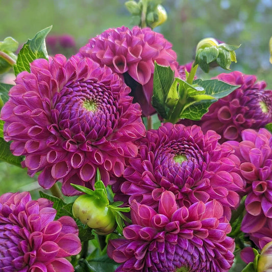 Dahlia 'Jowey Nina'. Close-up of vibrant magenta-purple dahlia flowers with green leaves in a garden setting.