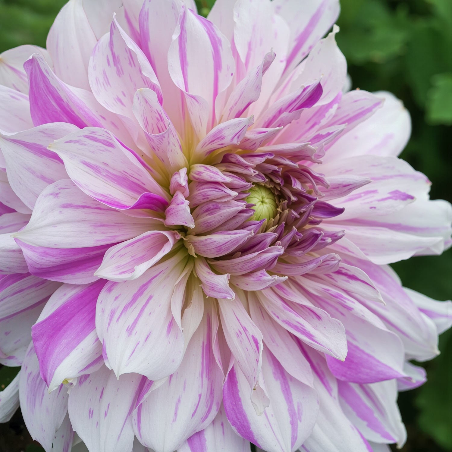Dahlia 'Mom's Special'