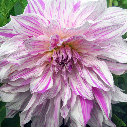 Dahlia 'Mom's Special'