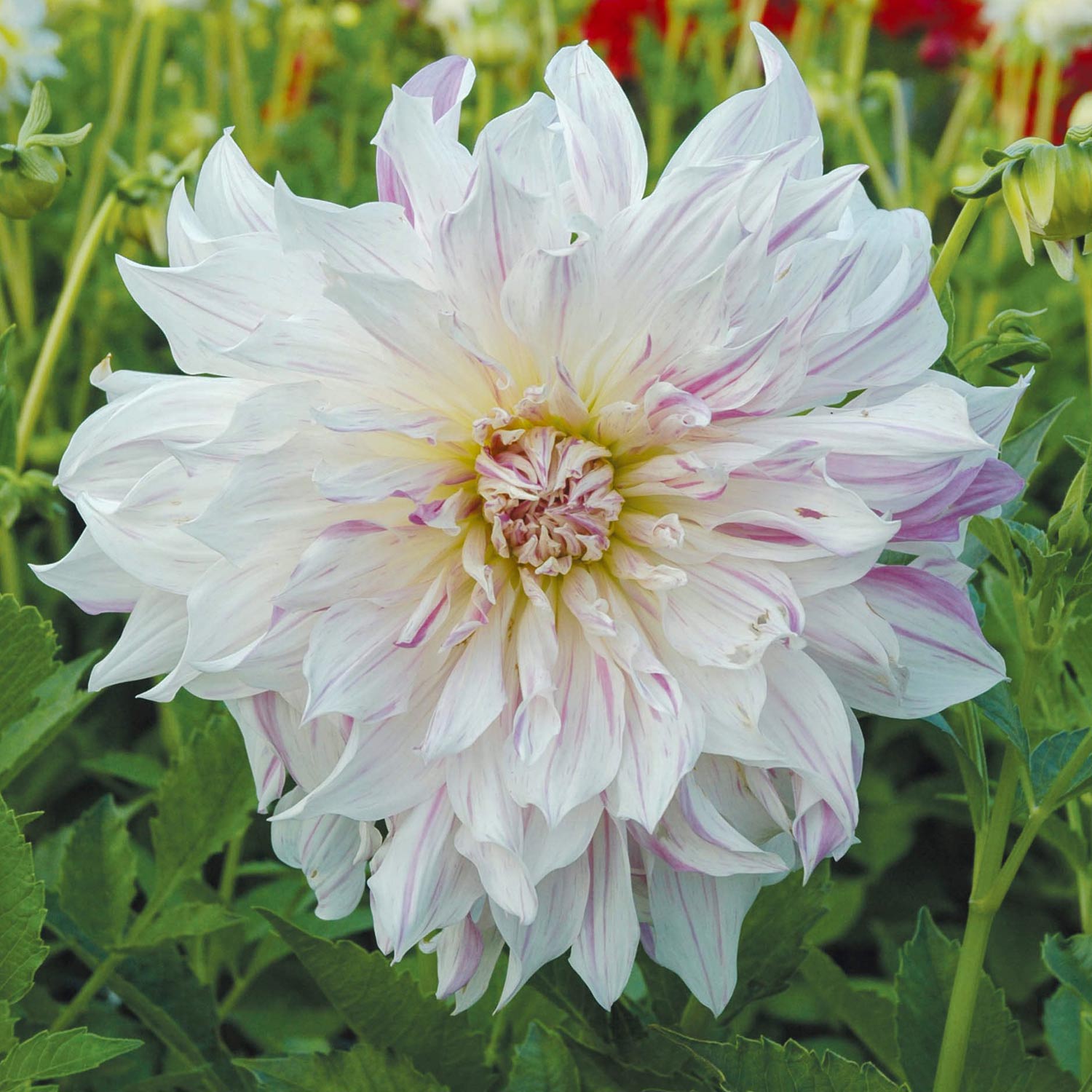 Dahlia 'Mom's Special'