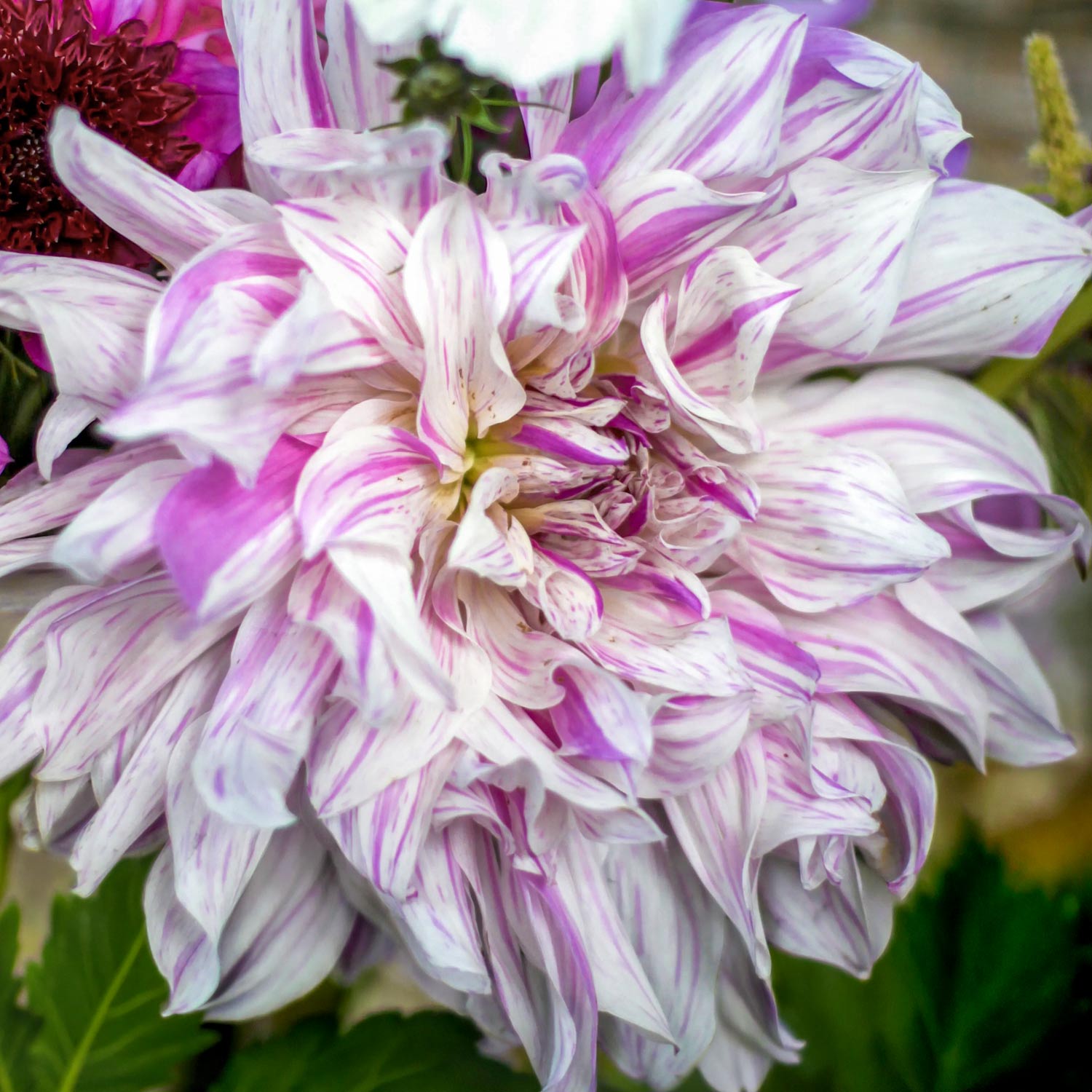 Dahlia 'Mom's Special'