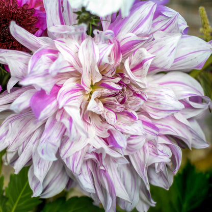 Dahlia 'Mom's Special'