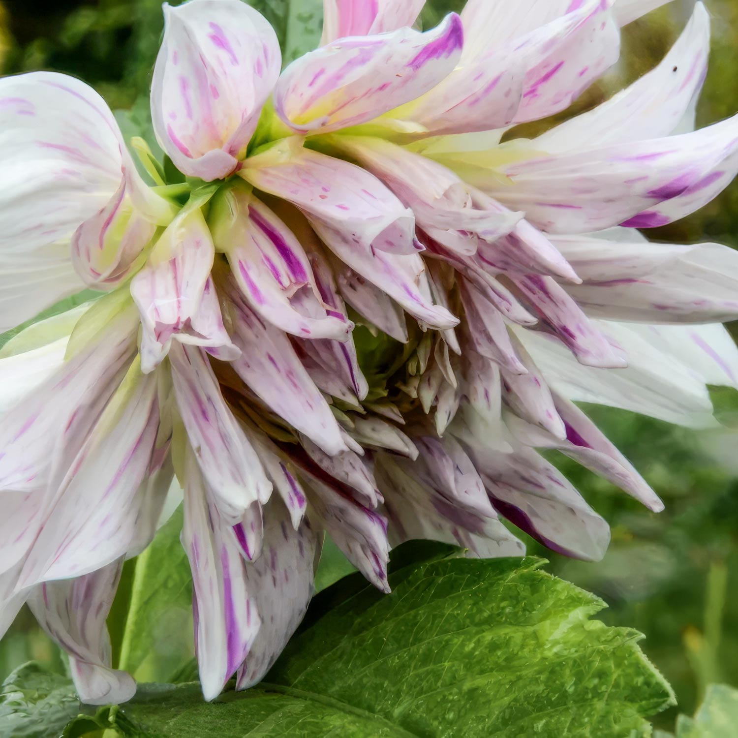 Dahlia 'Mom's Special'
