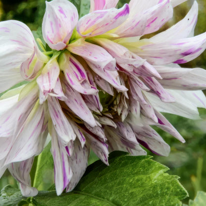 Dahlia 'Mom's Special'