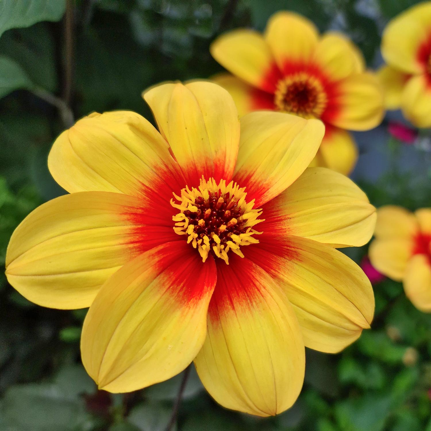 Dahlia 'Moonfire' – Barnsdale Gardens