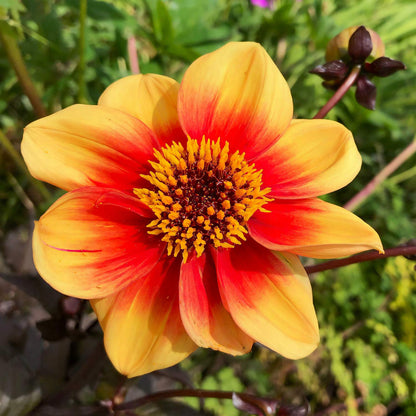 Dahlia 'Moonfire'