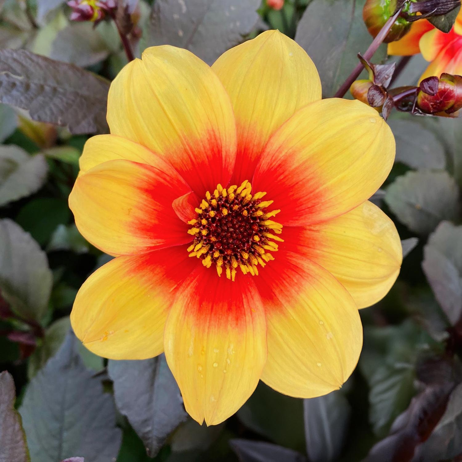 Dahlia 'Moonfire'