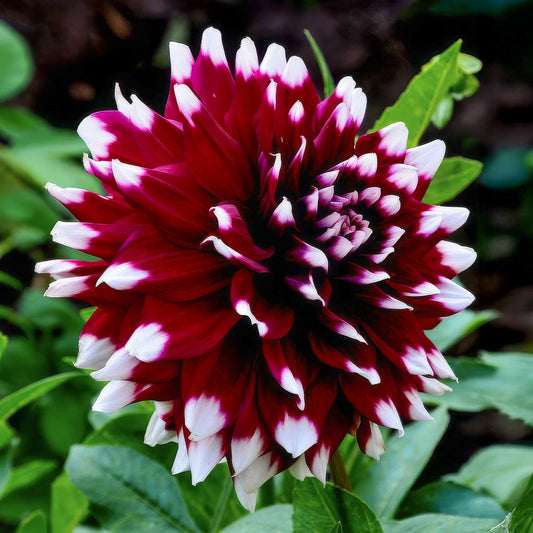 Dahlia 'Mystery Day'