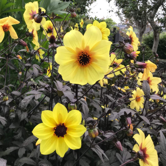 Dahlia 'Mystic Illusion'