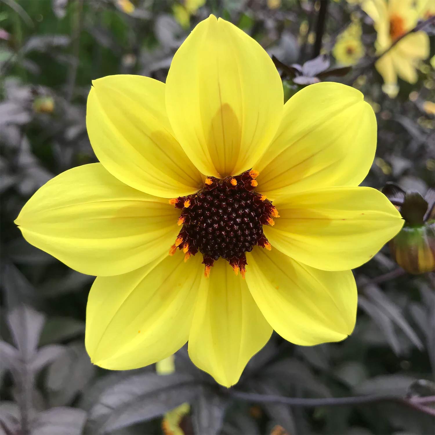 Dahlia 'Mystic Illusion'