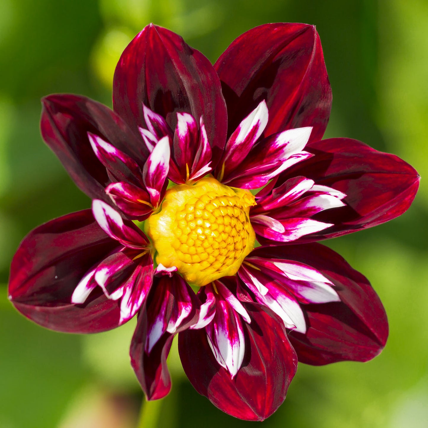 Dahlia 'Night Butterfly'. Close-up of a dark burgundy dahlia flower with white and pink striped petals and a bright yellow center, set against a soft green blurred background.