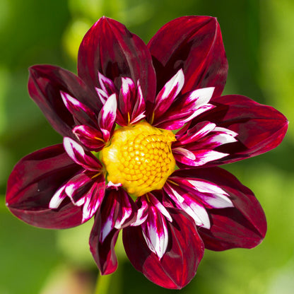 Dahlia 'Night Butterfly'. Close-up of a dark burgundy dahlia flower with white and pink striped petals and a bright yellow center, set against a soft green blurred background.