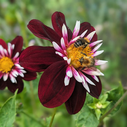 Dahlia 'Night Butterfly'. Close-up of a dark burgundy dahlia flower with white and pink striped petals and a bright yellow center, with two bees on the flower in a garden setting.
