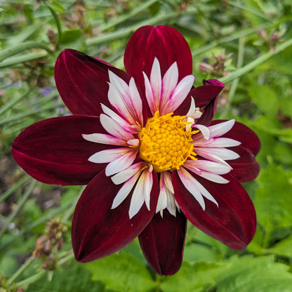 Dahlia 'Night Butterfly'. A single dahlia flower in bloom with deep burgundy outer petals, white inner petals with pink tips, and a bright yellow center, against a soft green garden background.