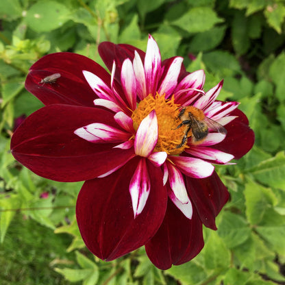 Dahlia 'Night Butterfly'. A close-up of a dark red and white bicolored dahlia flower with a yellow center, with a bee crawling on one of the outer petals against a background of green foliage.