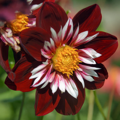 Dahlia 'Night Butterfly'. Close-up of a dark burgundy dahlia flower with white and pink-striped petals and a bright yellow center, against a softly blurred green garden background.