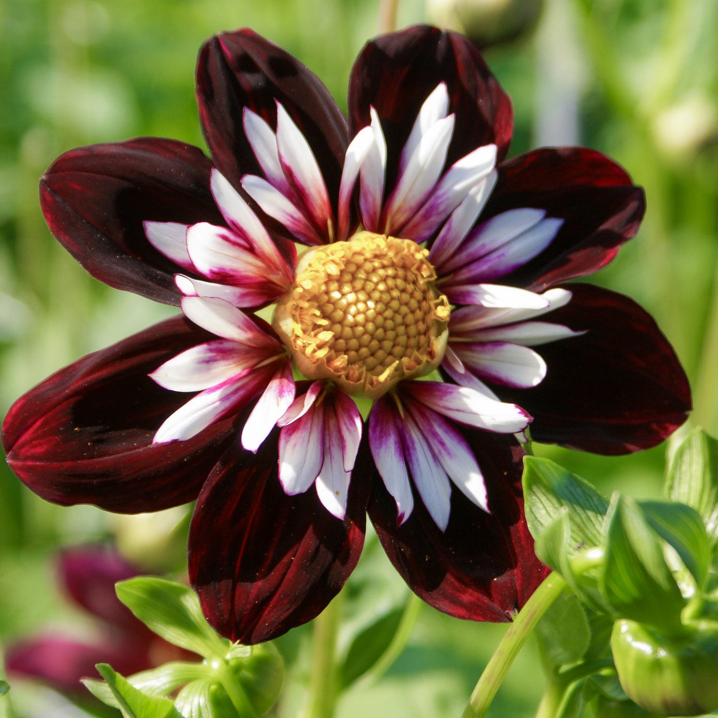 Dahlia 'Night Butterfly'. A close-up of a dark burgundy and white striped dahlia flower with a yellow center, set against a soft green blurred background.