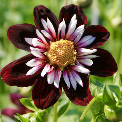 Dahlia 'Night Butterfly'. A close-up of a dark burgundy and white striped dahlia flower with a yellow center, set against a soft green blurred background.