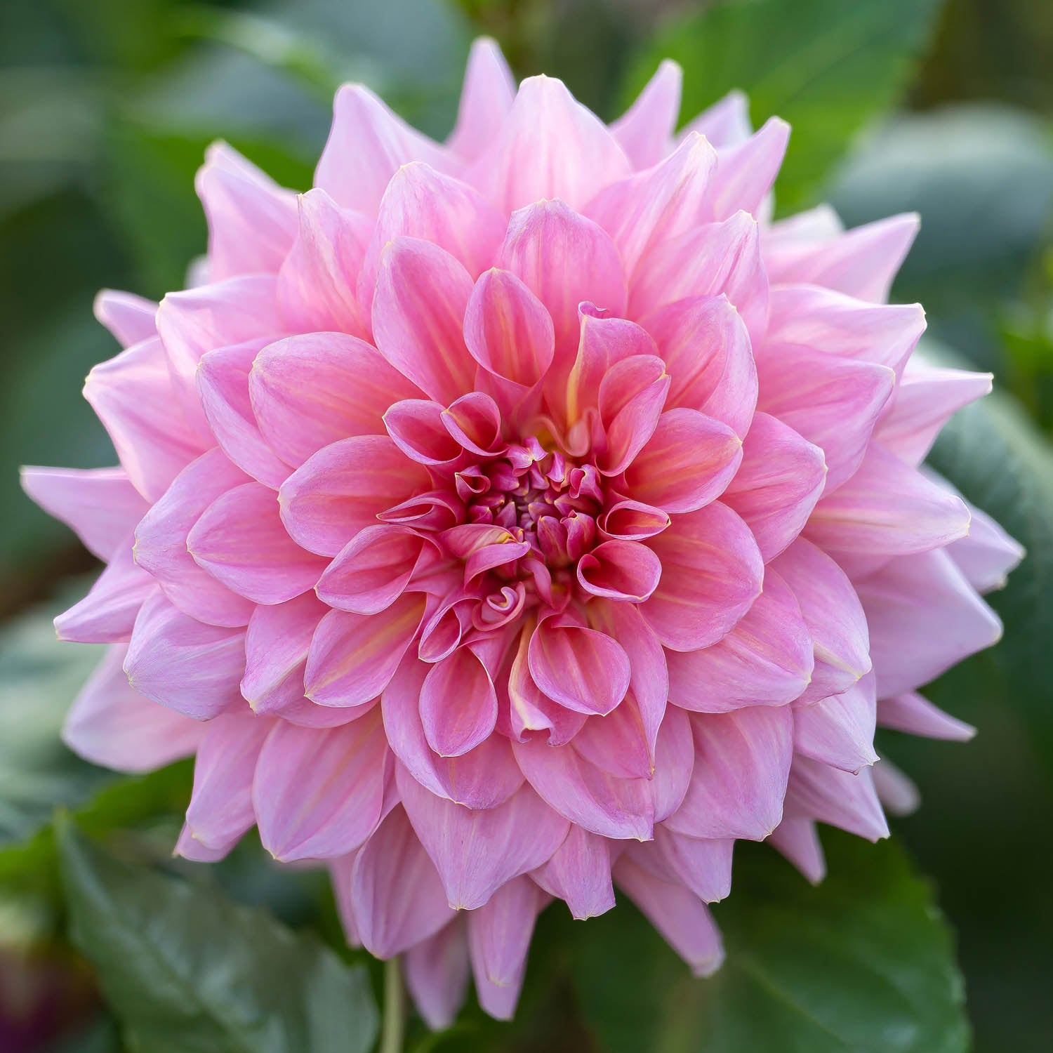 Dahlia 'Otto's Thrill'. Close-up of a pink flower with green leaves in the background