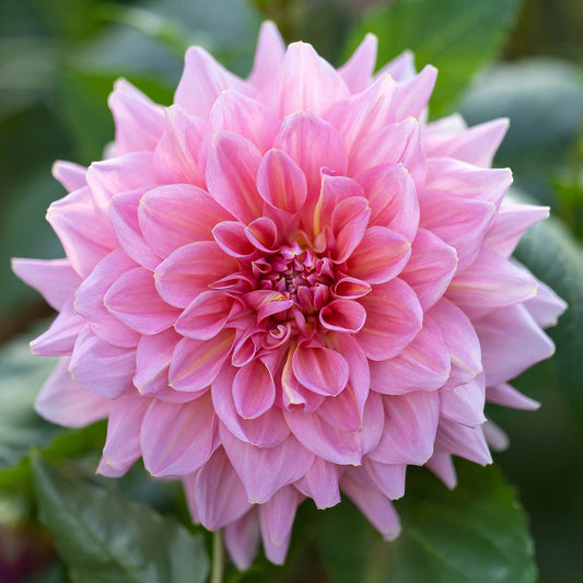 Dahlia 'Otto's Thrill'. Close-up of a pink flower with green leaves in the background