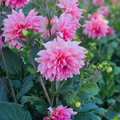 Dahlia 'Otto's Thrill'. Close-up of pink dahlias with green leaves in a garden setting