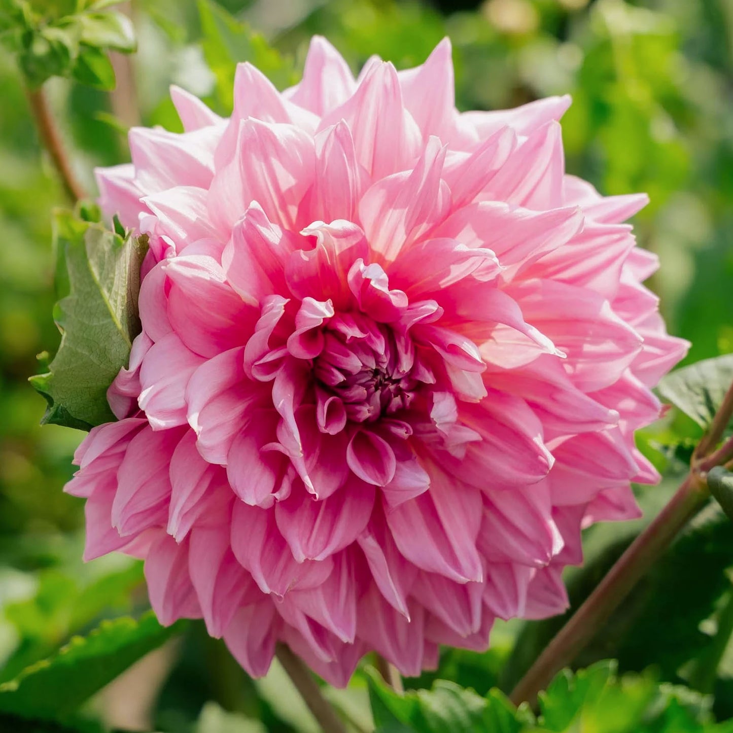 Dahlia 'Otto's Thrill'. Close-up of a pink flower with green leaves in the background