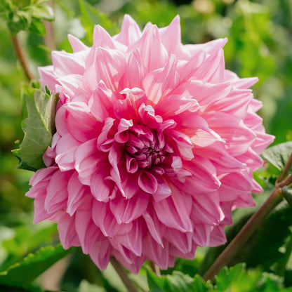 Dahlia 'Otto's Thrill'. Close-up of a pink flower with green leaves in the background
