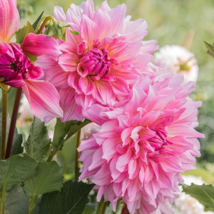 Dahlia 'Otto's Thrill'. Close-up of pink dahlias with green leaves in the background