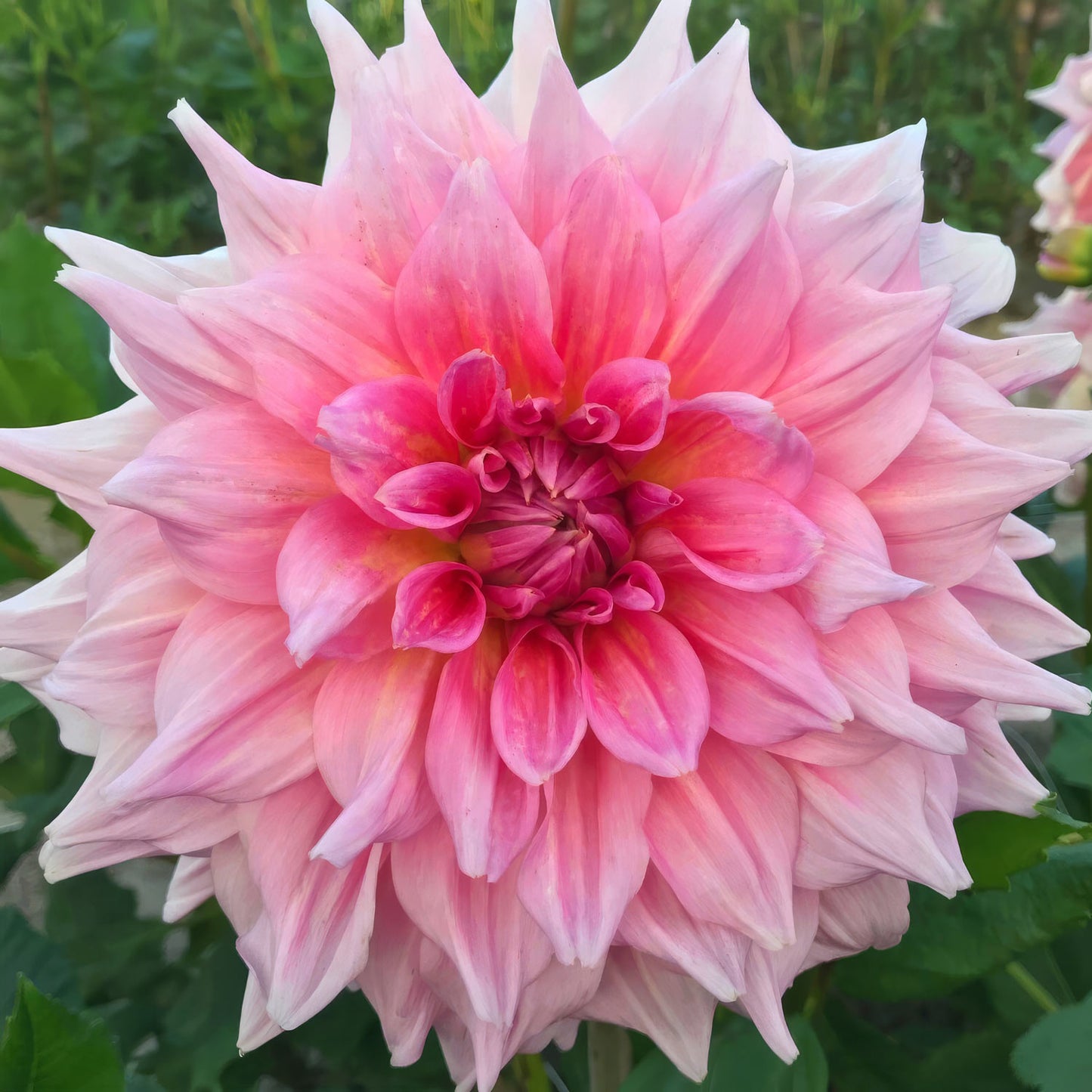 Dahlia 'Otto's Thrill'. Close-up of a pink dahlia flower with a blurred green background