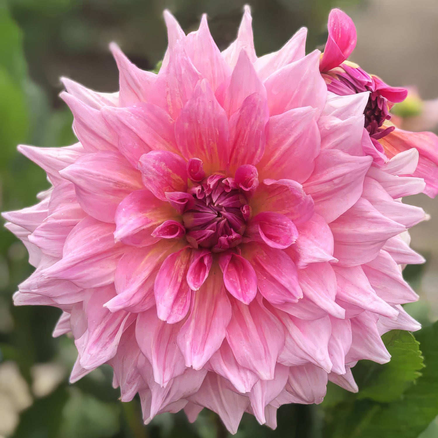 Dahlia 'Otto's Thrill'. Close-up of a pink dahlia flower with a blurred green background