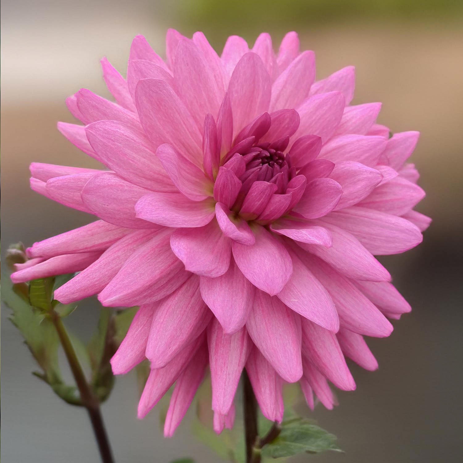 Dahlia 'Piper's Pink'