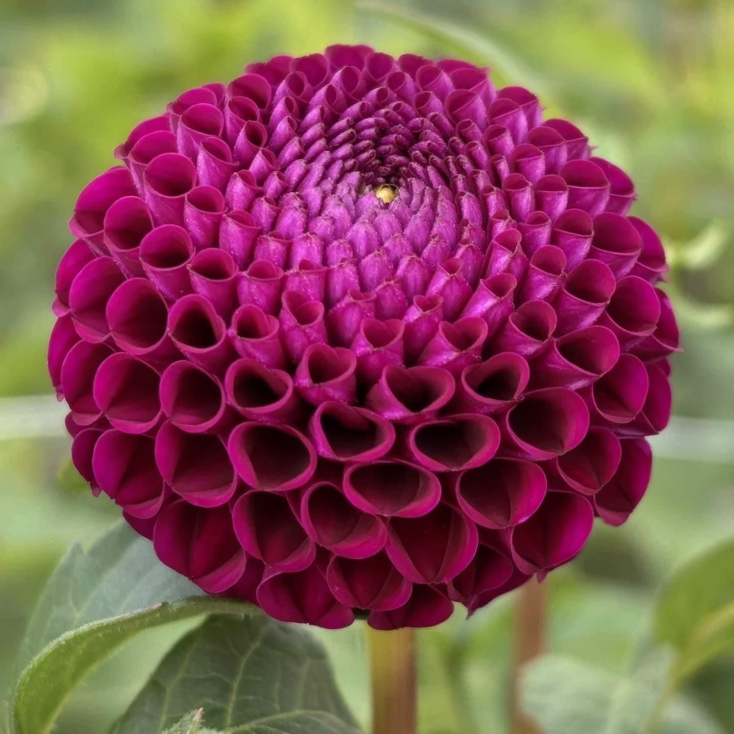 Dahlia 'Rocco'. A close-up of a deep magenta-purple dahlia flower head with tightly packed ruffled petals, set against a soft blurred green garden background.