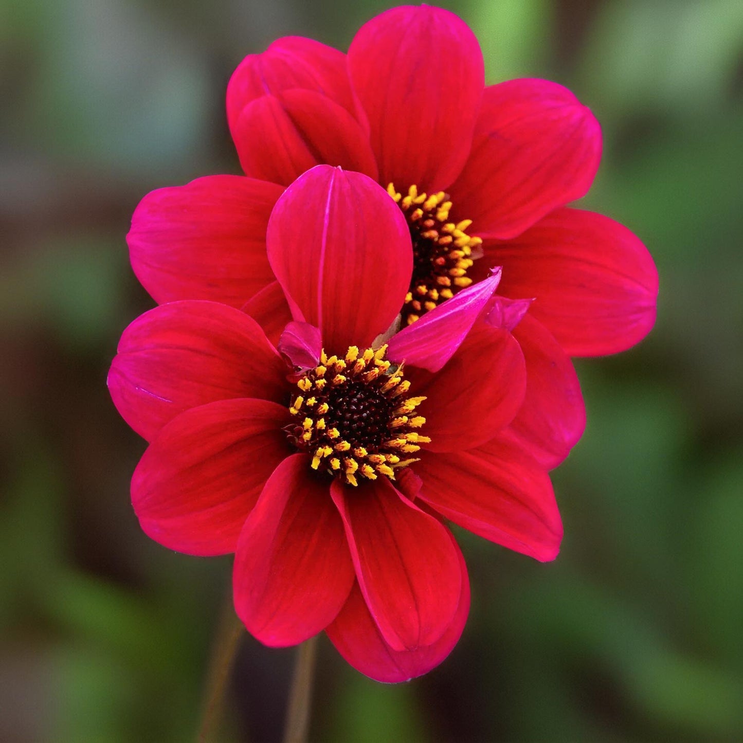 Dahlia 'Roxy'