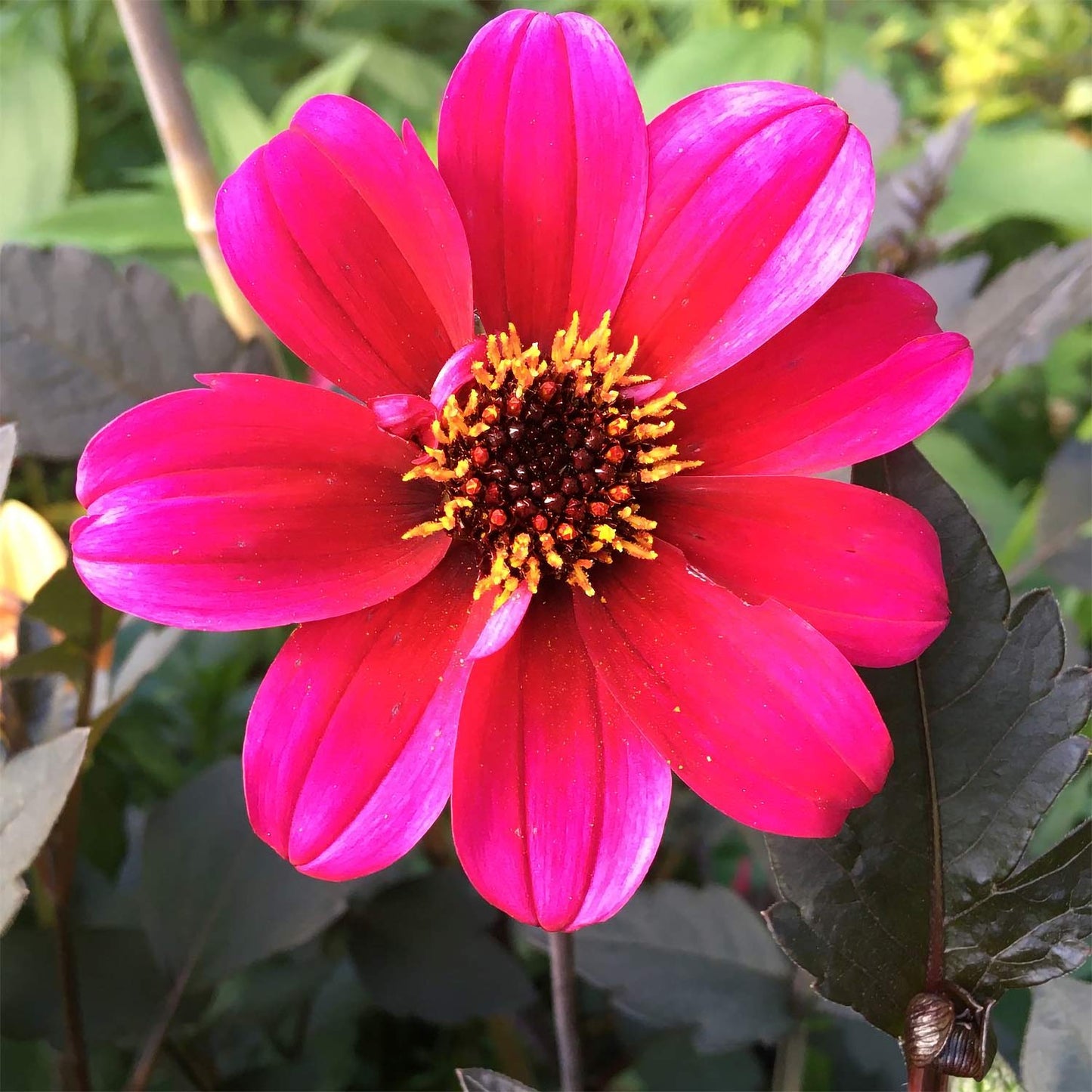 Dahlia 'Roxy'