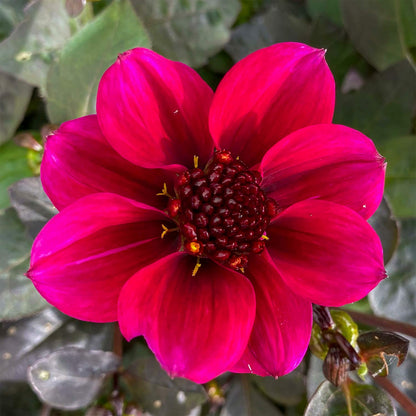 Dahlia 'Roxy'