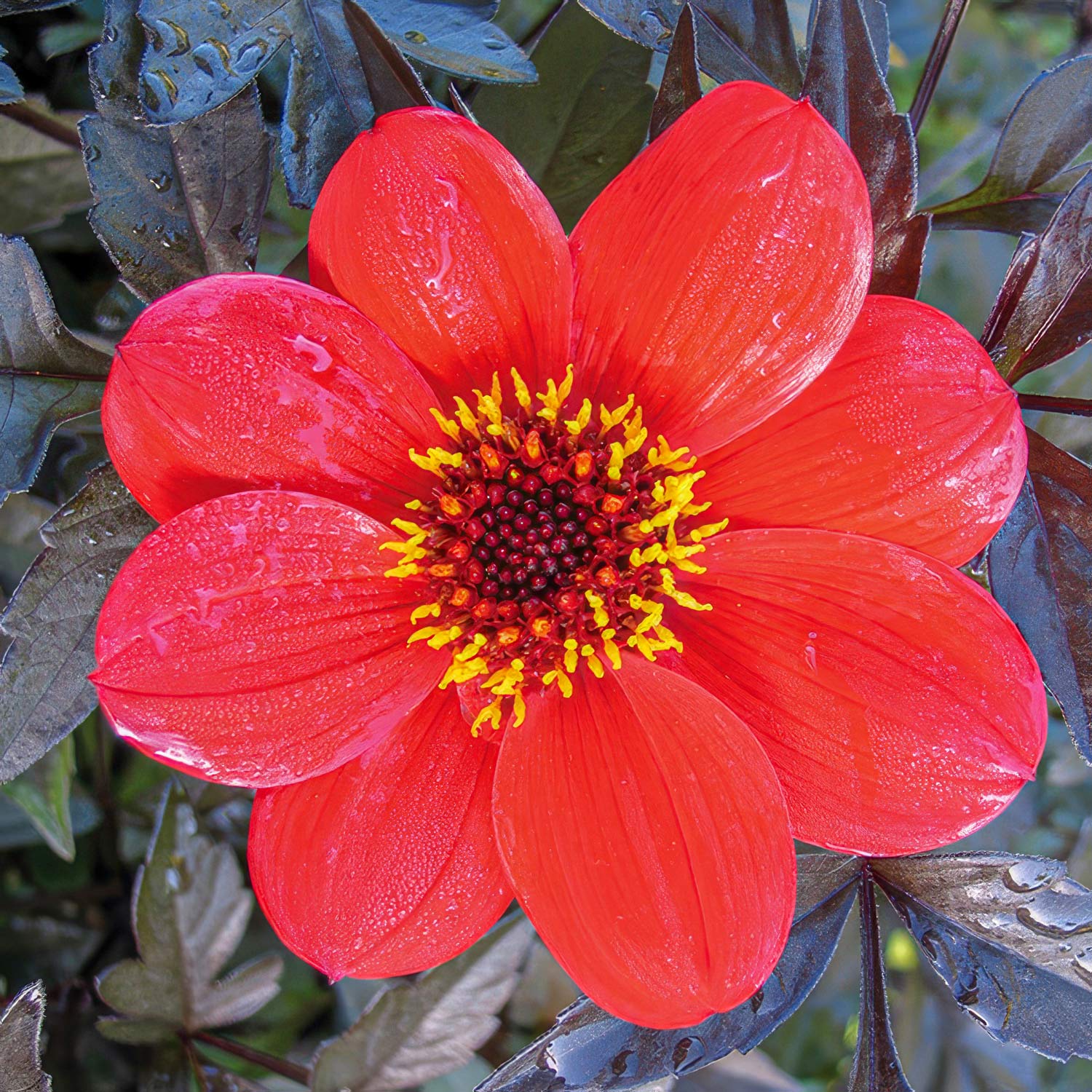 Dahlia 'Sarah'