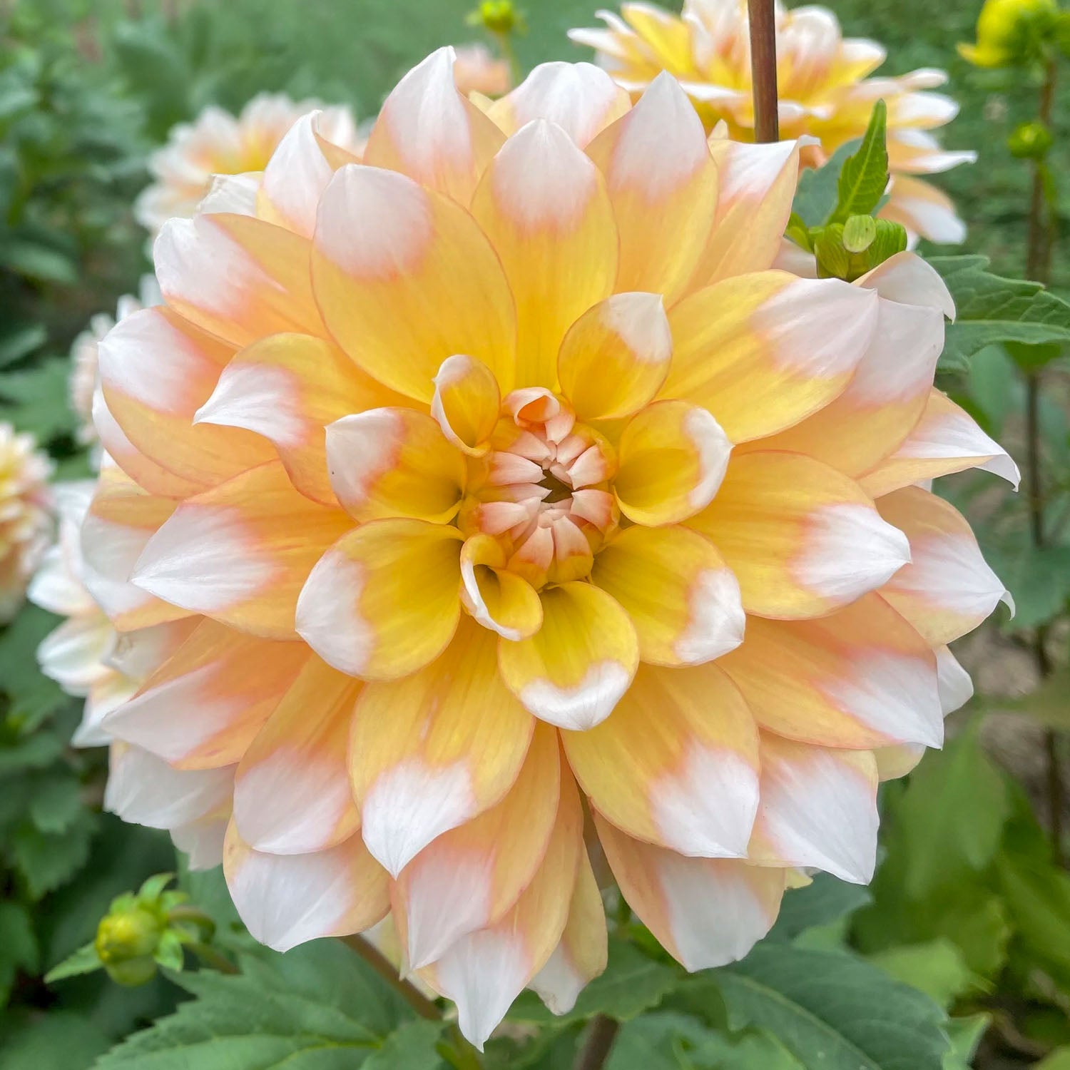 Dahlia 'Seattle'