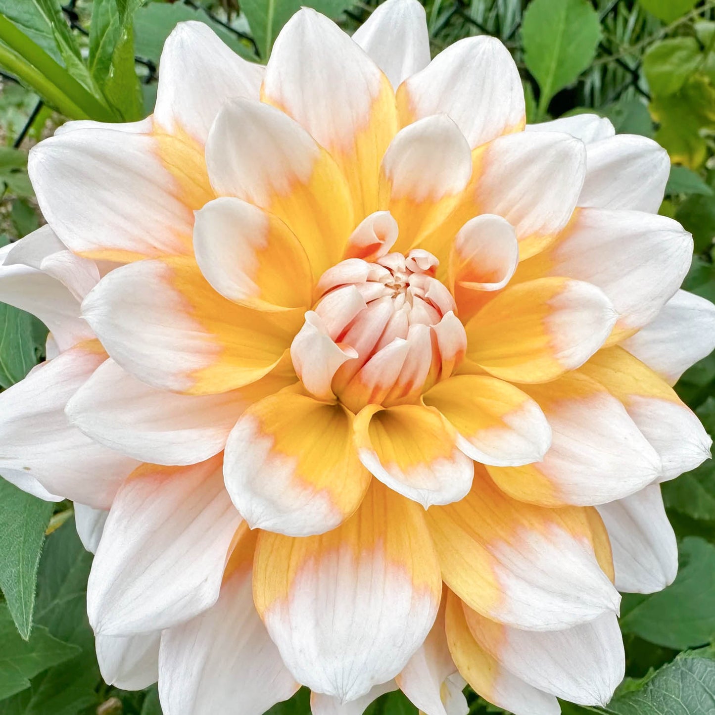 Dahlia 'Seattle'