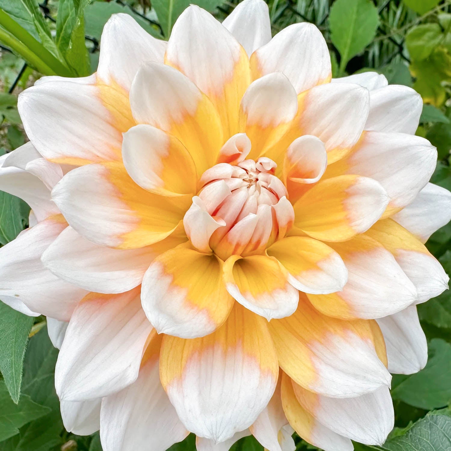 Dahlia 'Seattle'