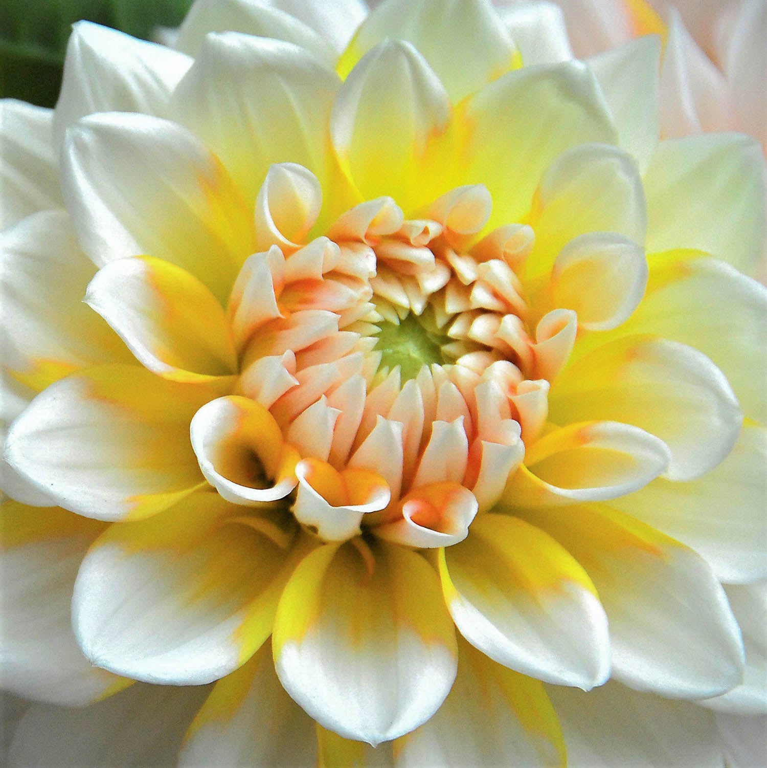 Dahlia 'Seattle'